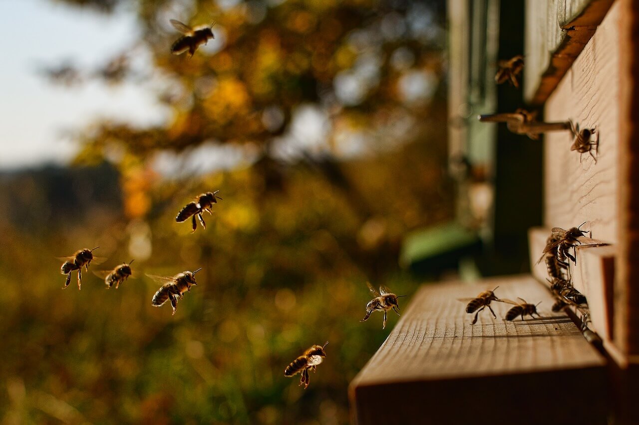 Bienenschwarm