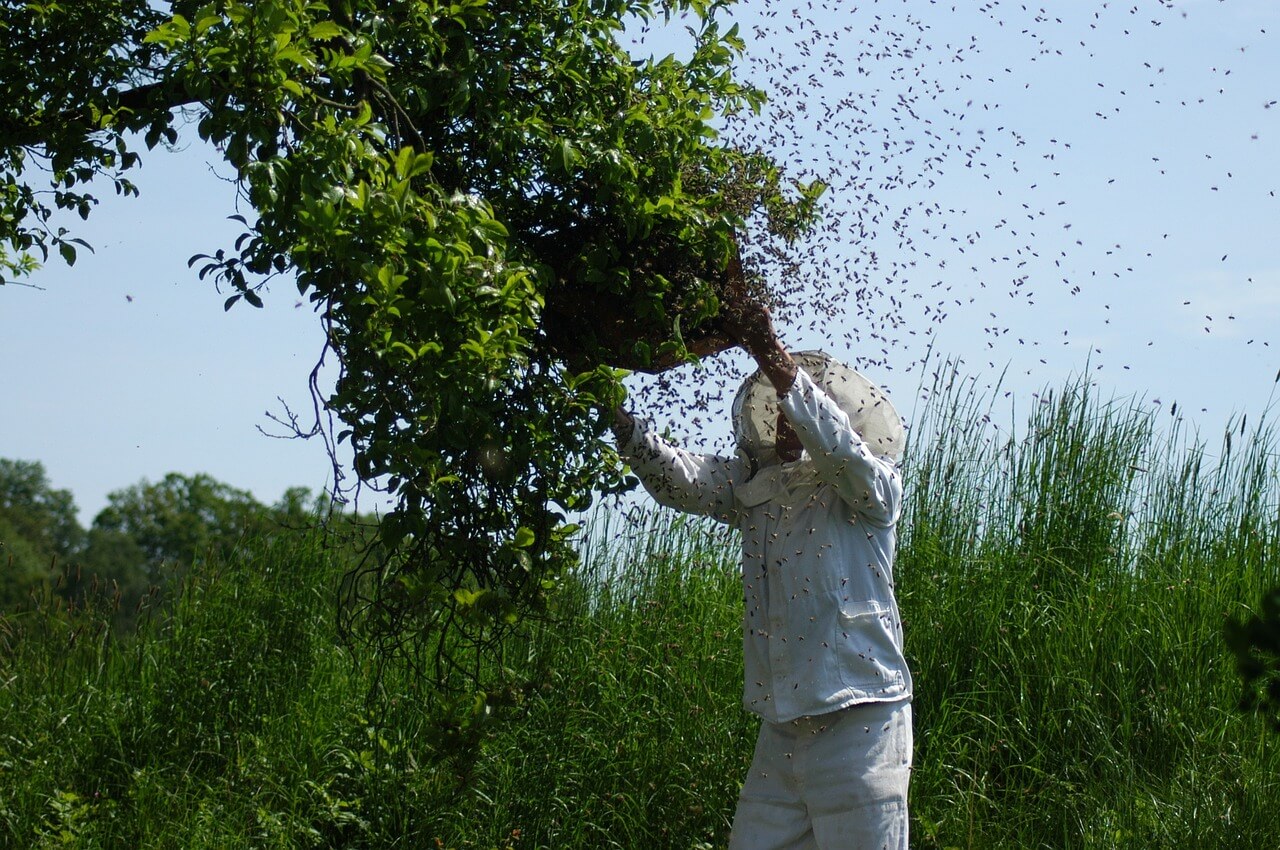 Schwärmende Bienen